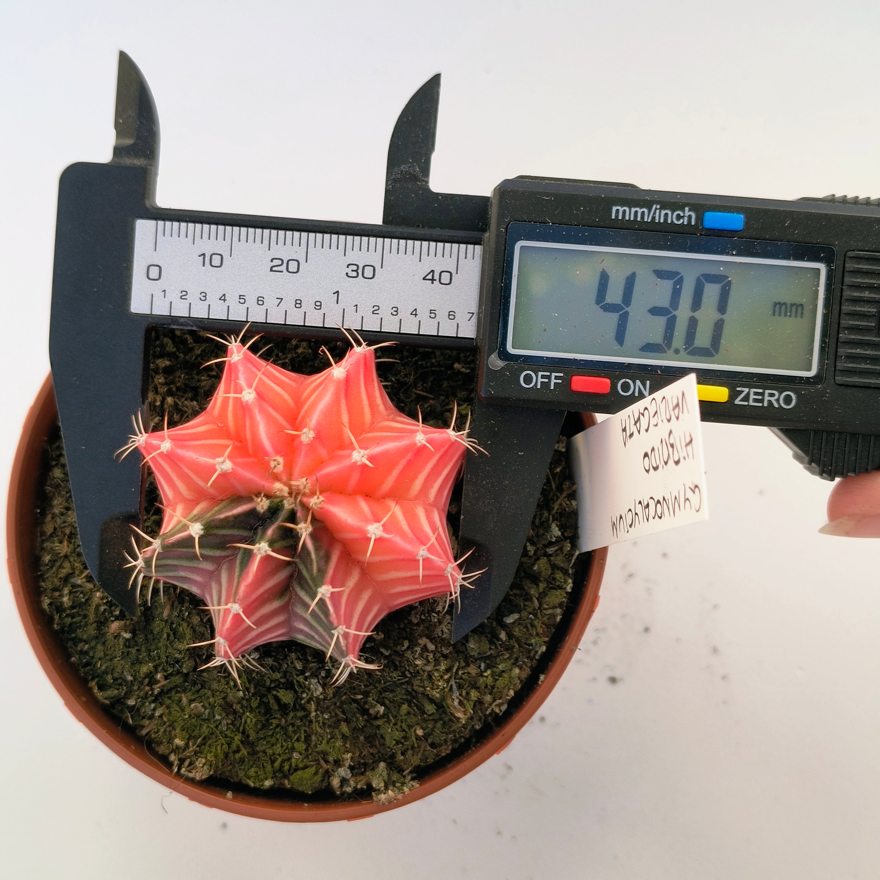 Gymnocalycium híbrido variegata