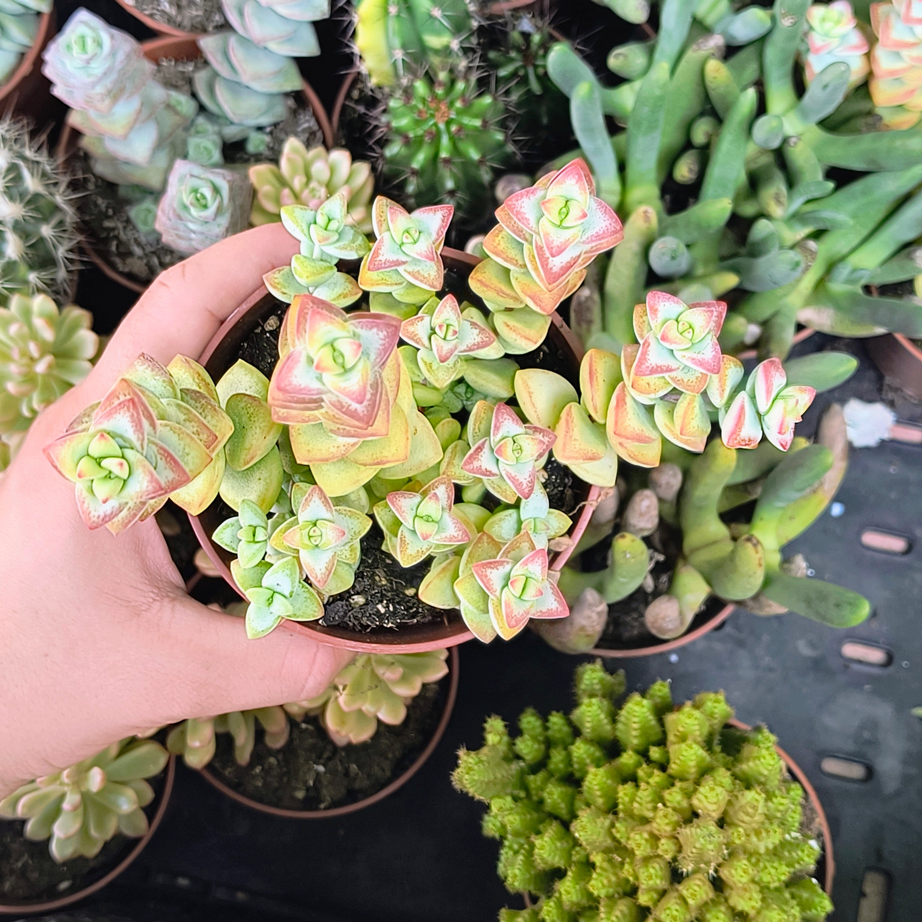 Crassula rupestris "High voltage"