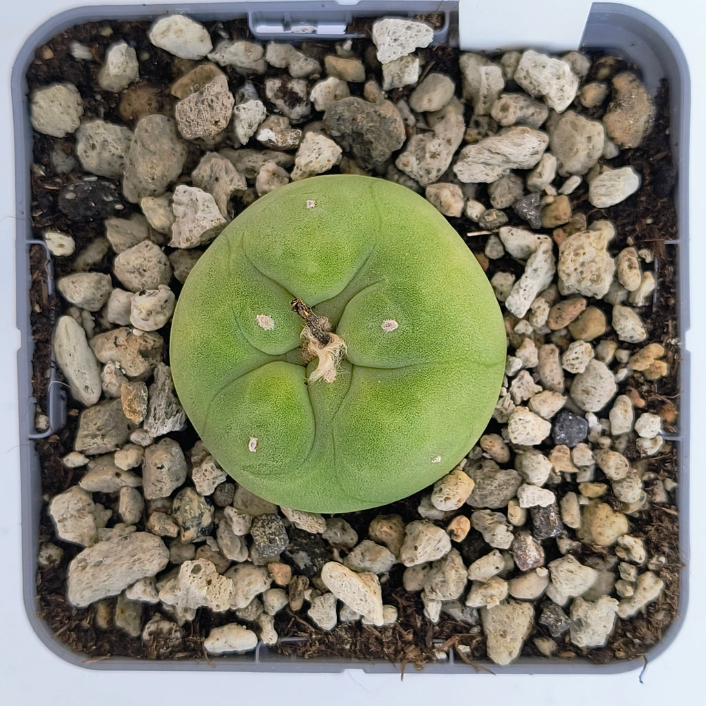 Lophophora diffusa cv. "Koike"