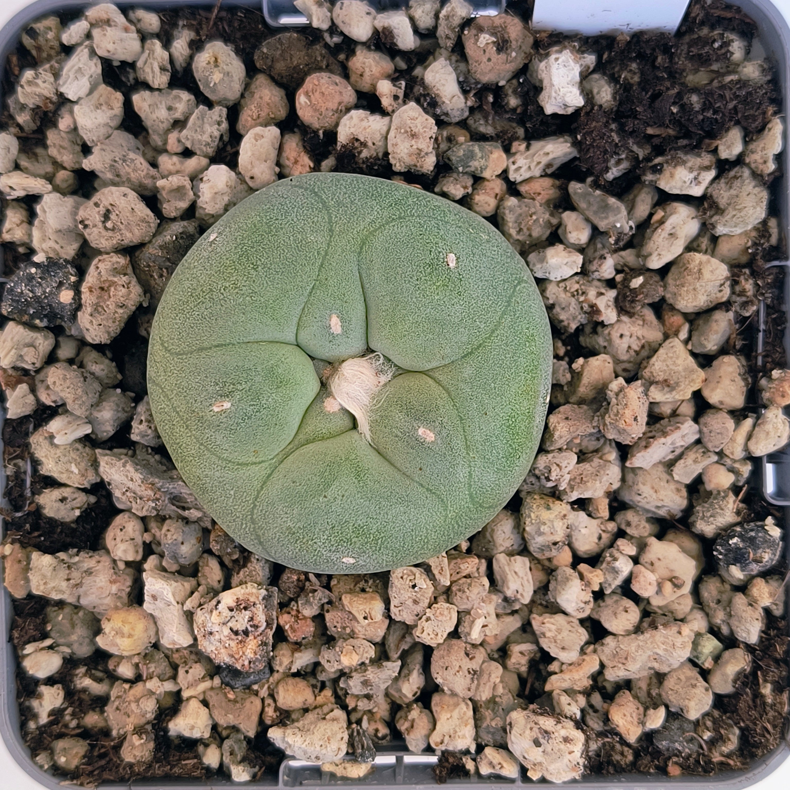 Lophophora diffusa cv. "Koike"