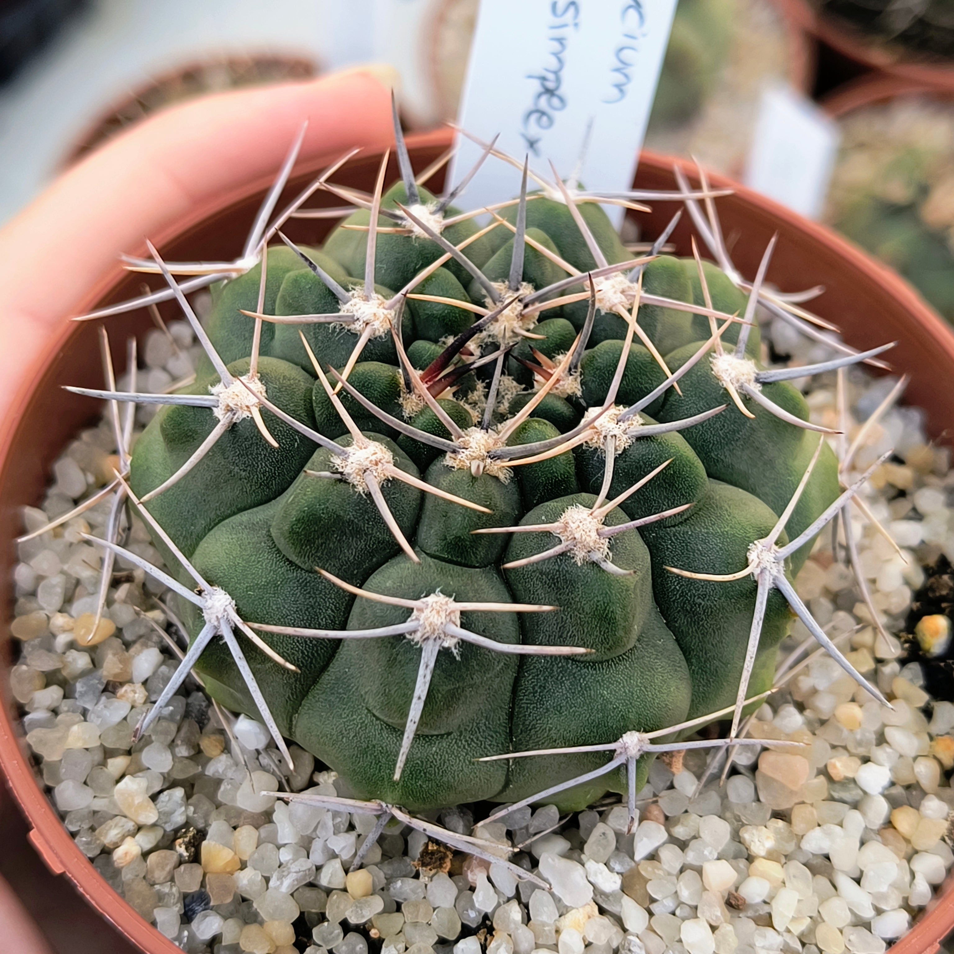 Gymnocalycium bicolor v. simplex STO 282, 5km al Oeste de Caminiaga, Córdoba