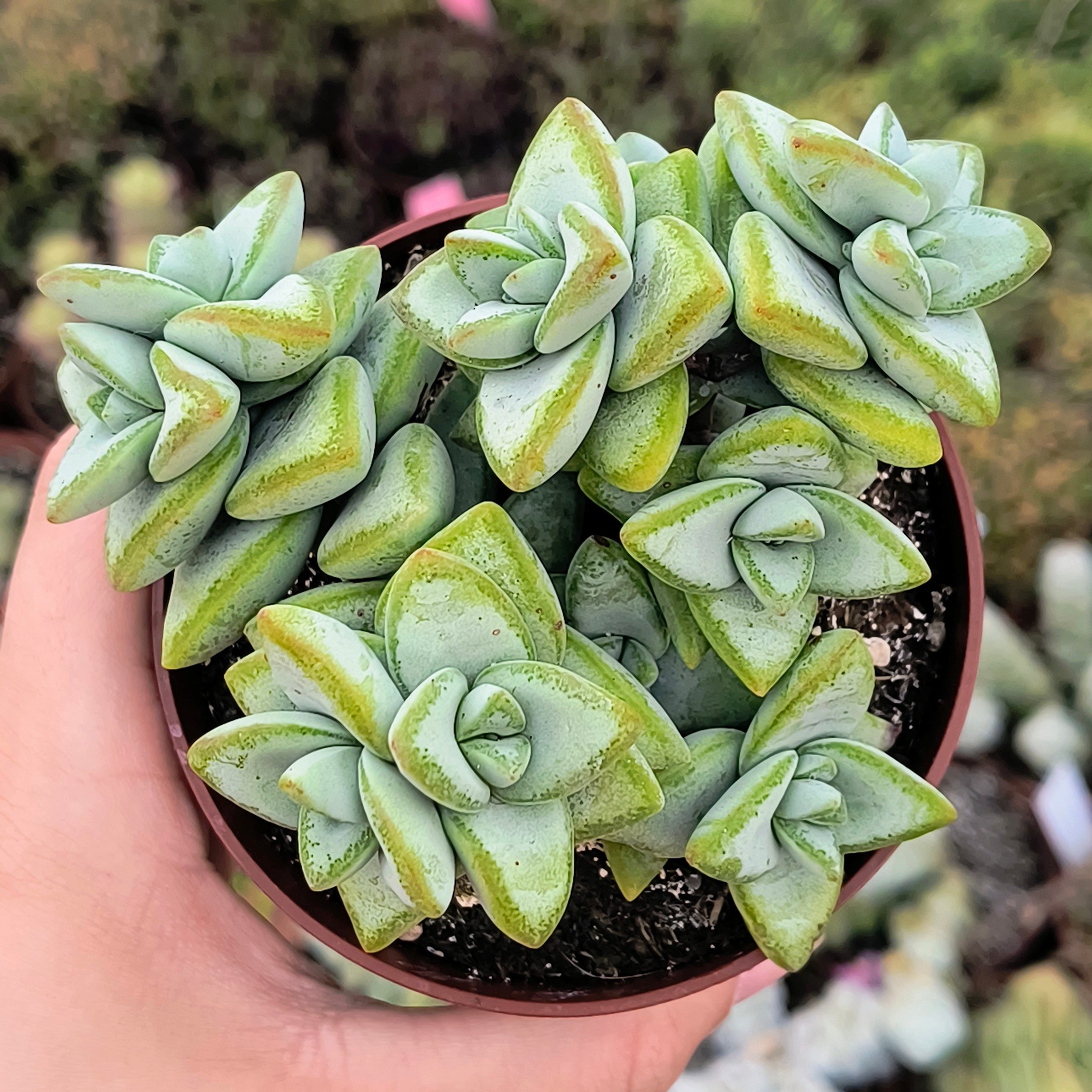 Crassula rupestris