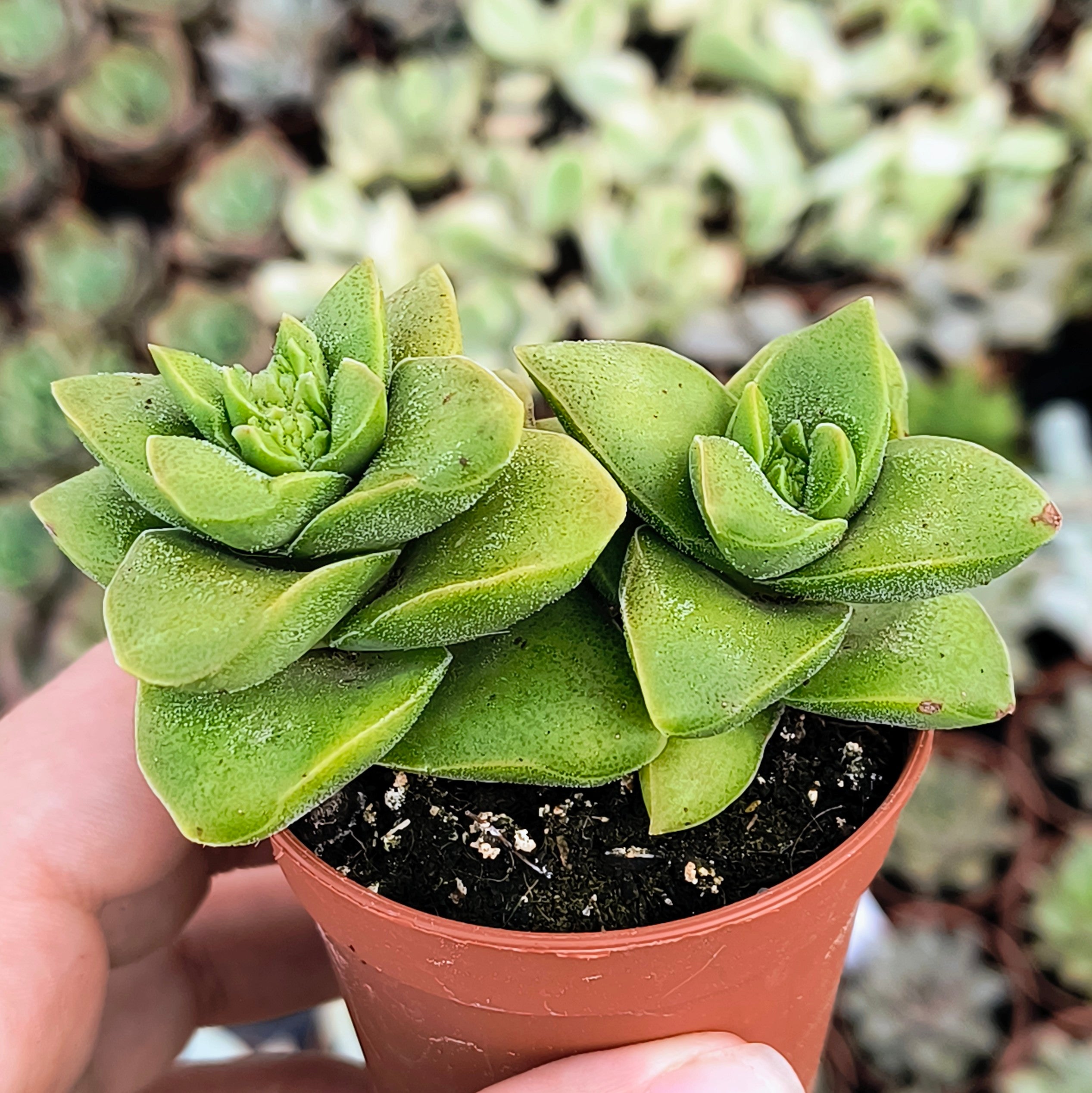 Crassula cv. "Springtime"