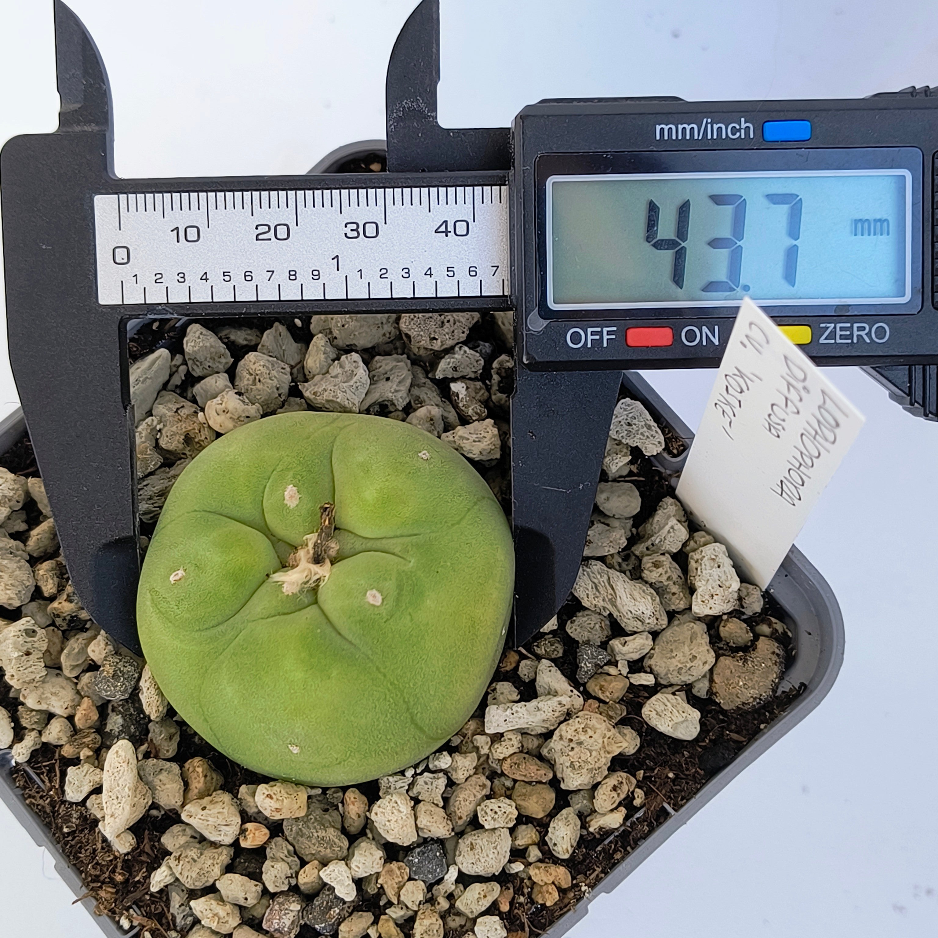 Lophophora diffusa cv. "Koike"