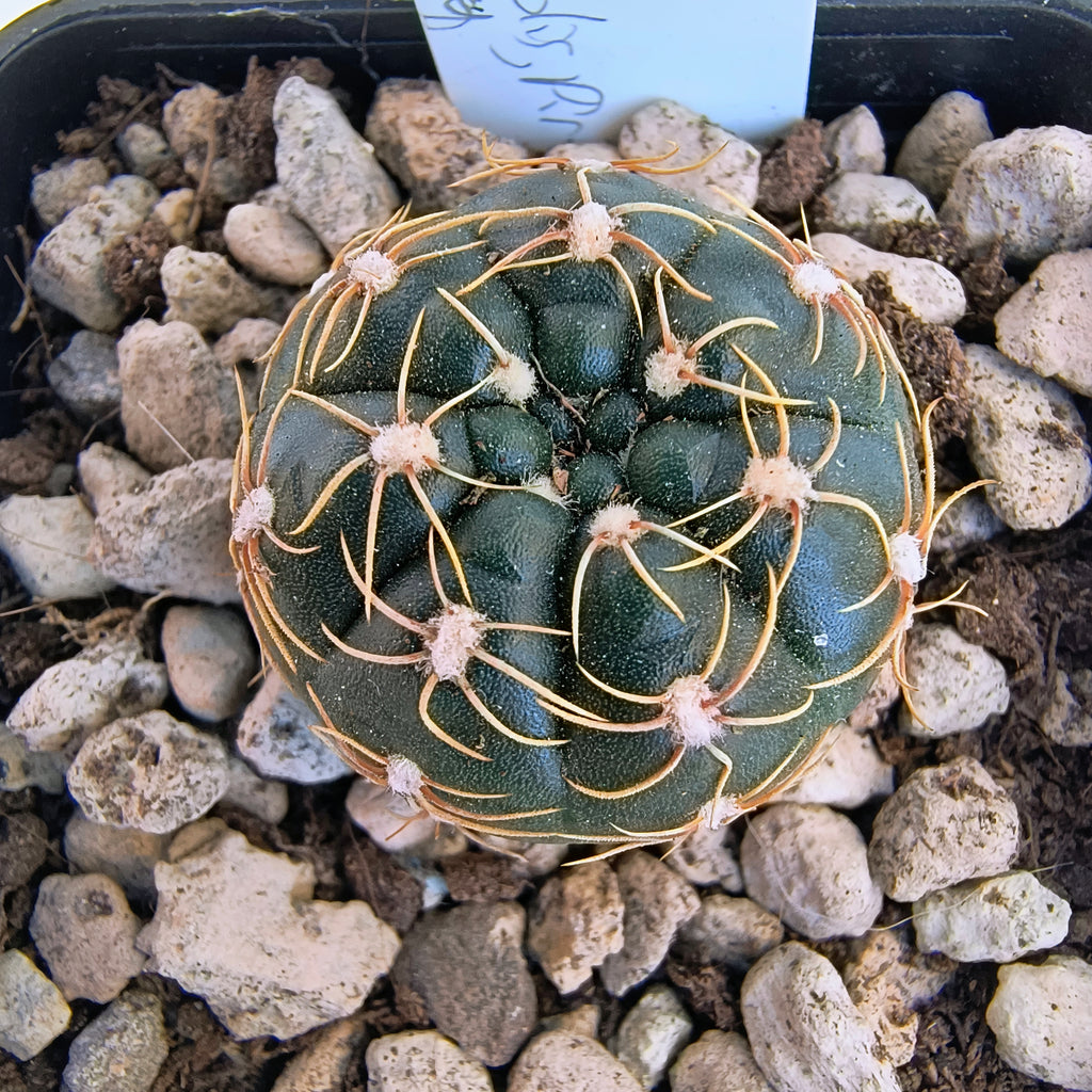 Gymnocalycium netrelianum GF 721