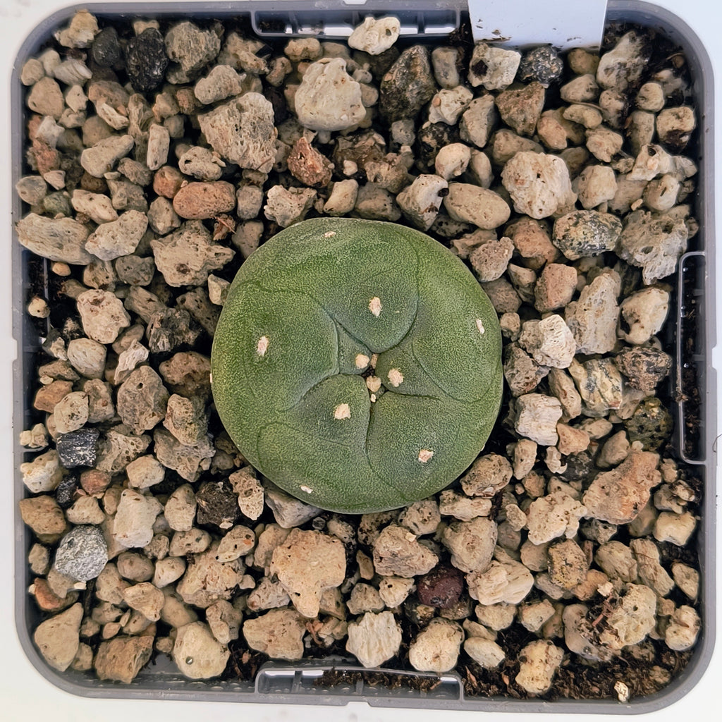 Lophophora diffusa cv. "Koike"