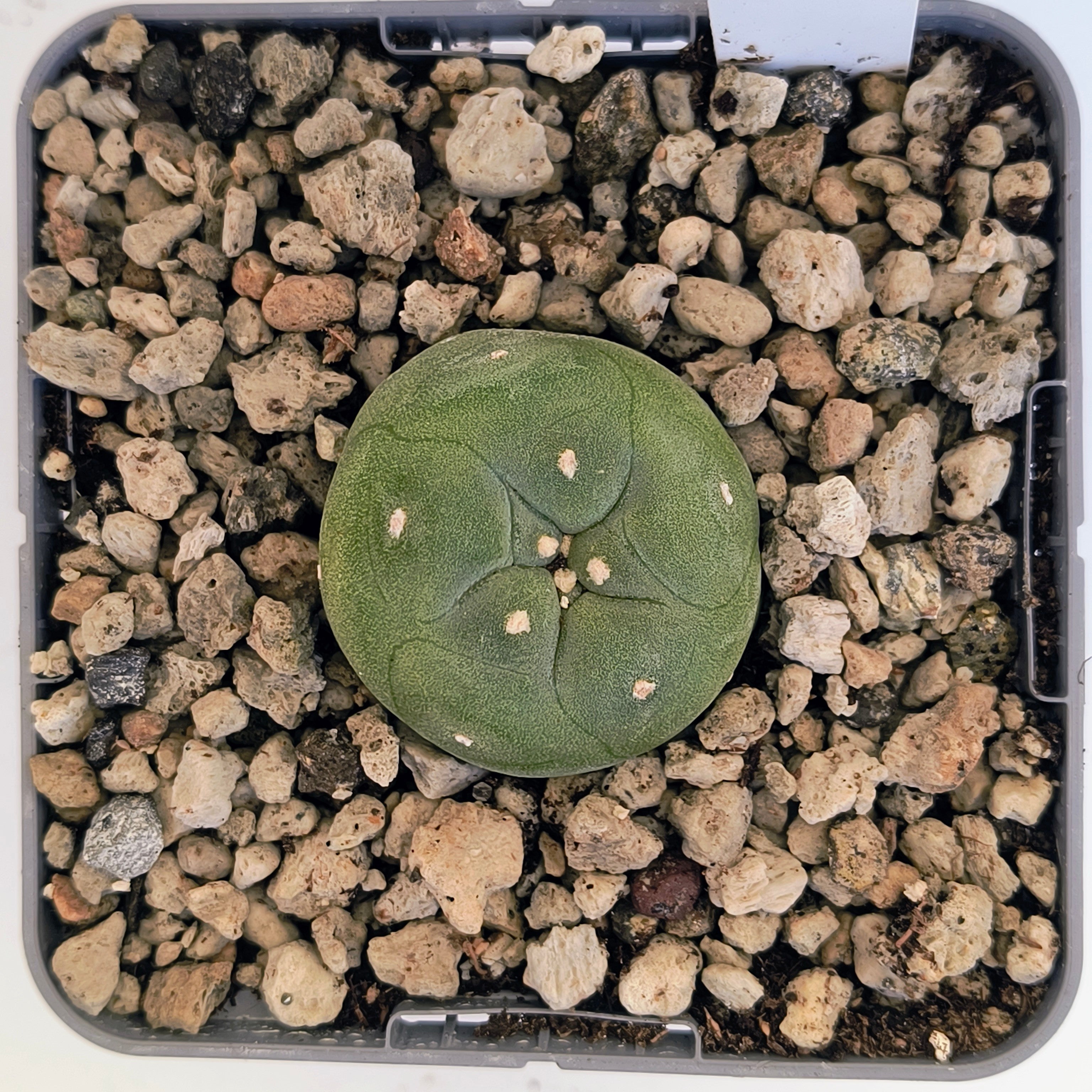 Lophophora diffusa cv. "Koike"