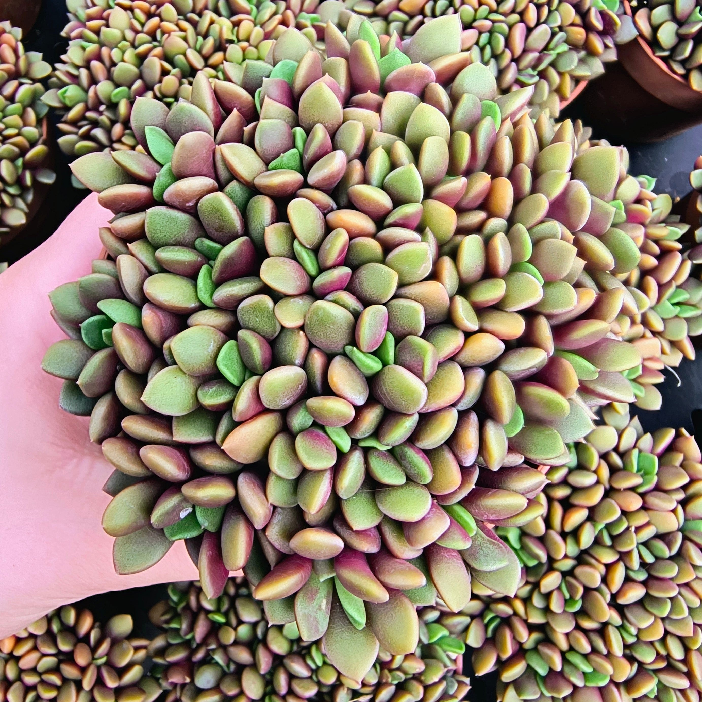 Anacampseros rufescens 'Red Passion'