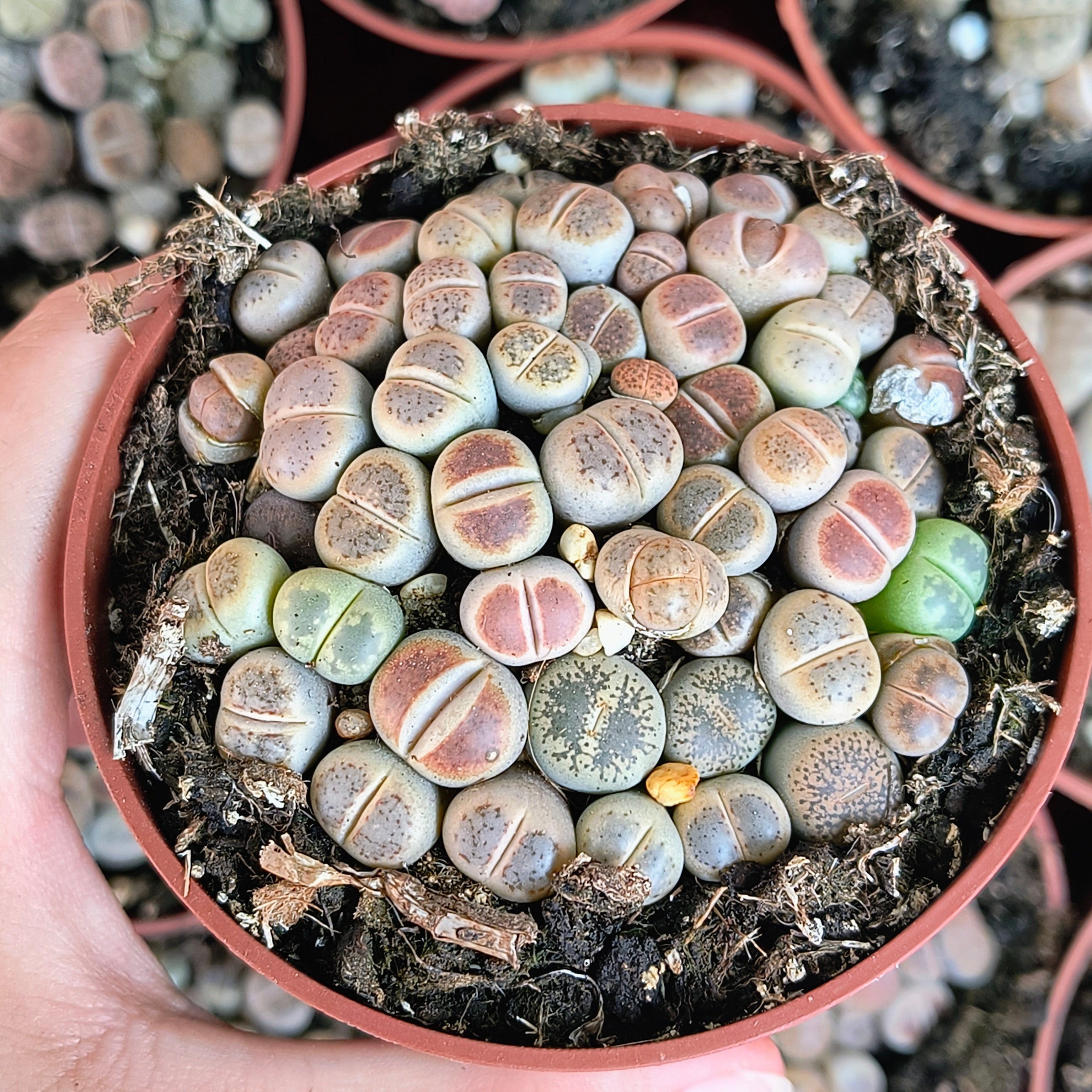 Lithops Mix baby