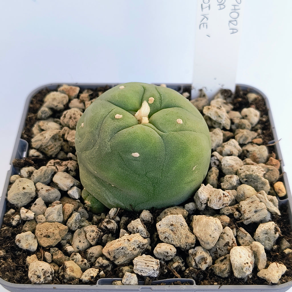 Lophophora diffusa cv. "Koike"
