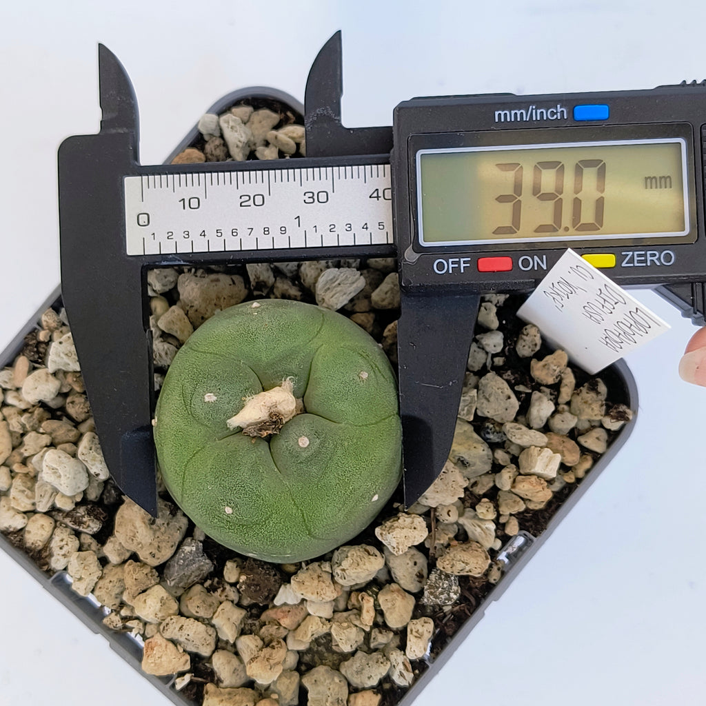 Lophophora diffusa cv. "Koike"