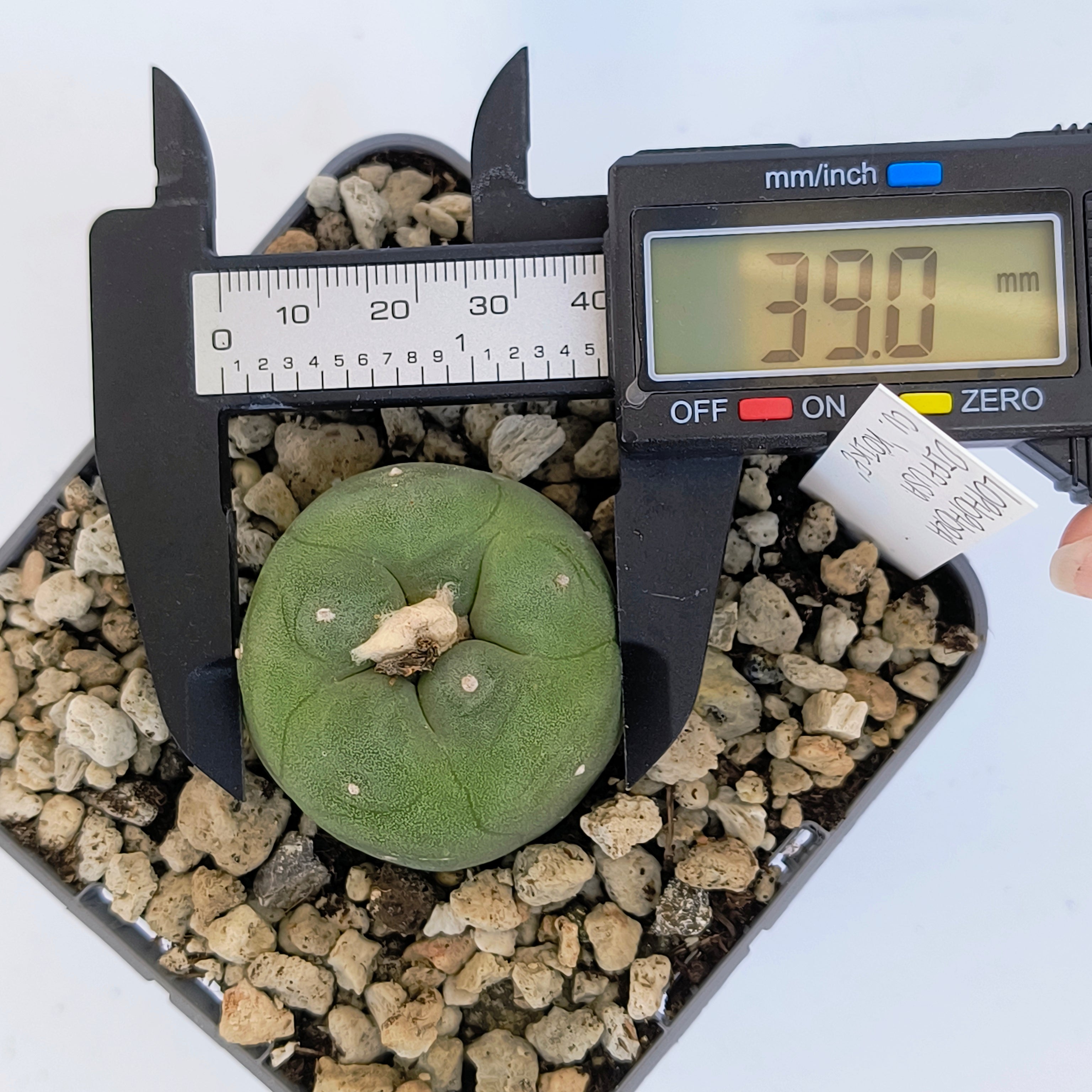 Lophophora diffusa cv. "Koike"