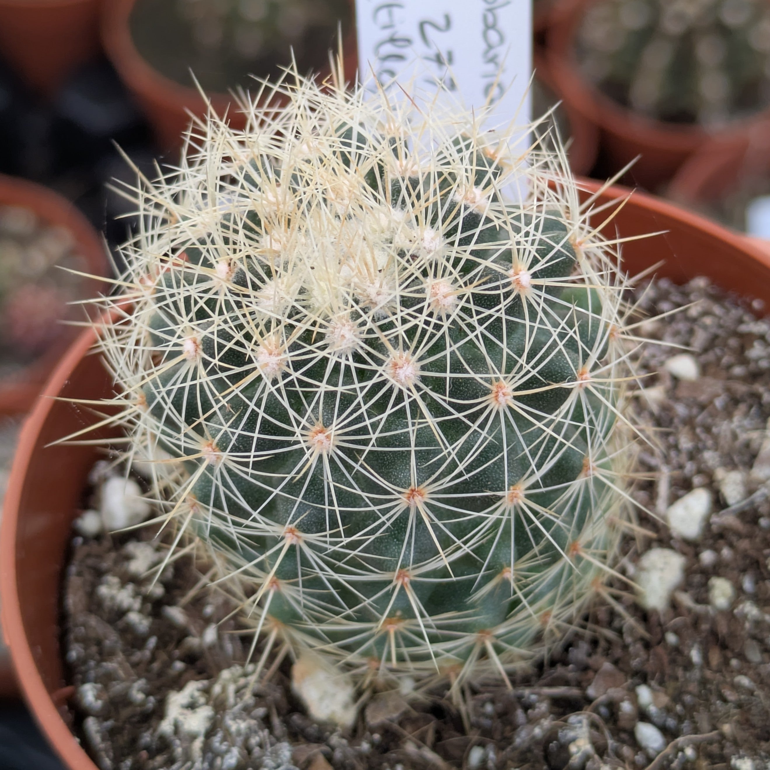 Acharagma (Escobaria) roseana SB 277 Saltillo, Coahuila