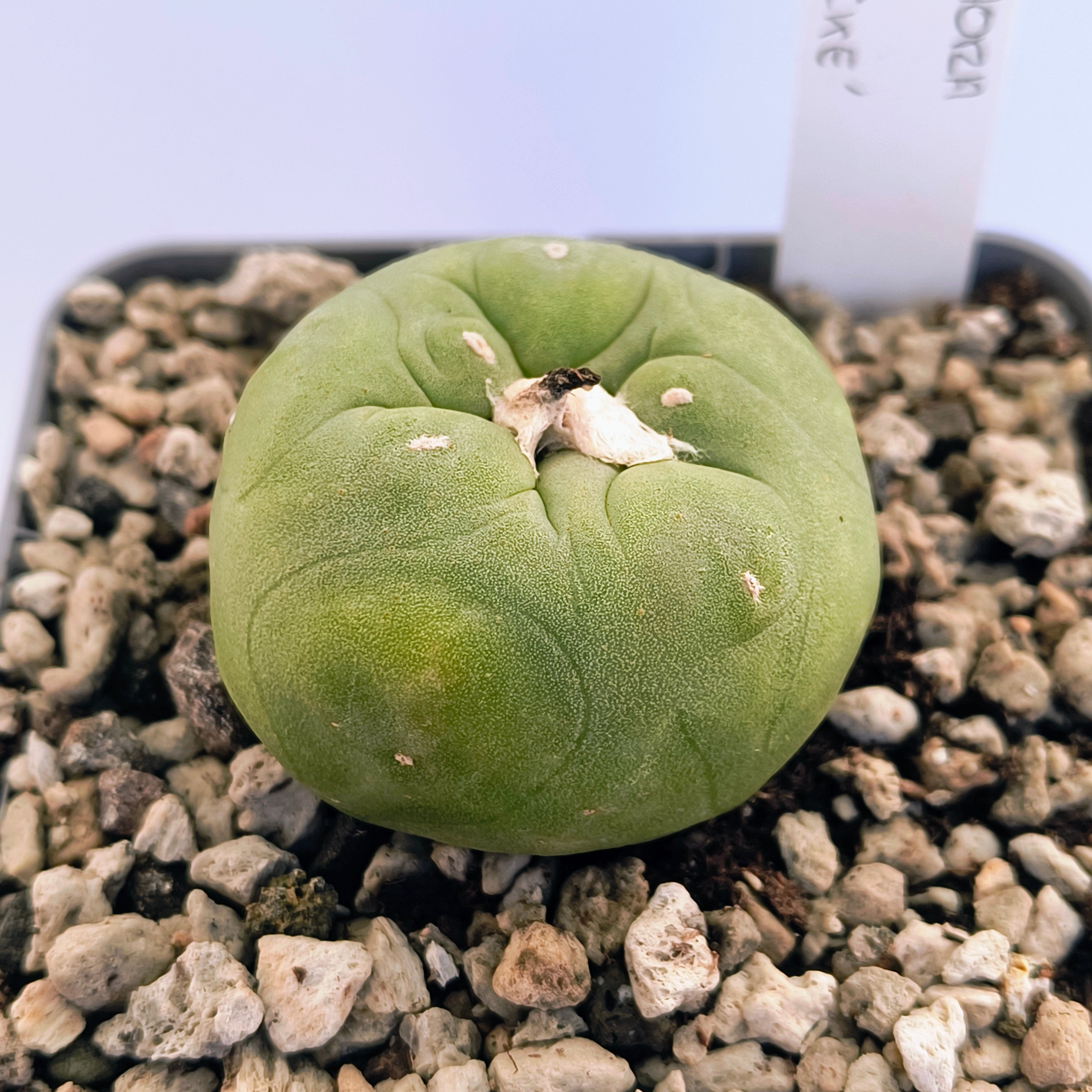 Lophophora diffusa cv. "Koike"
