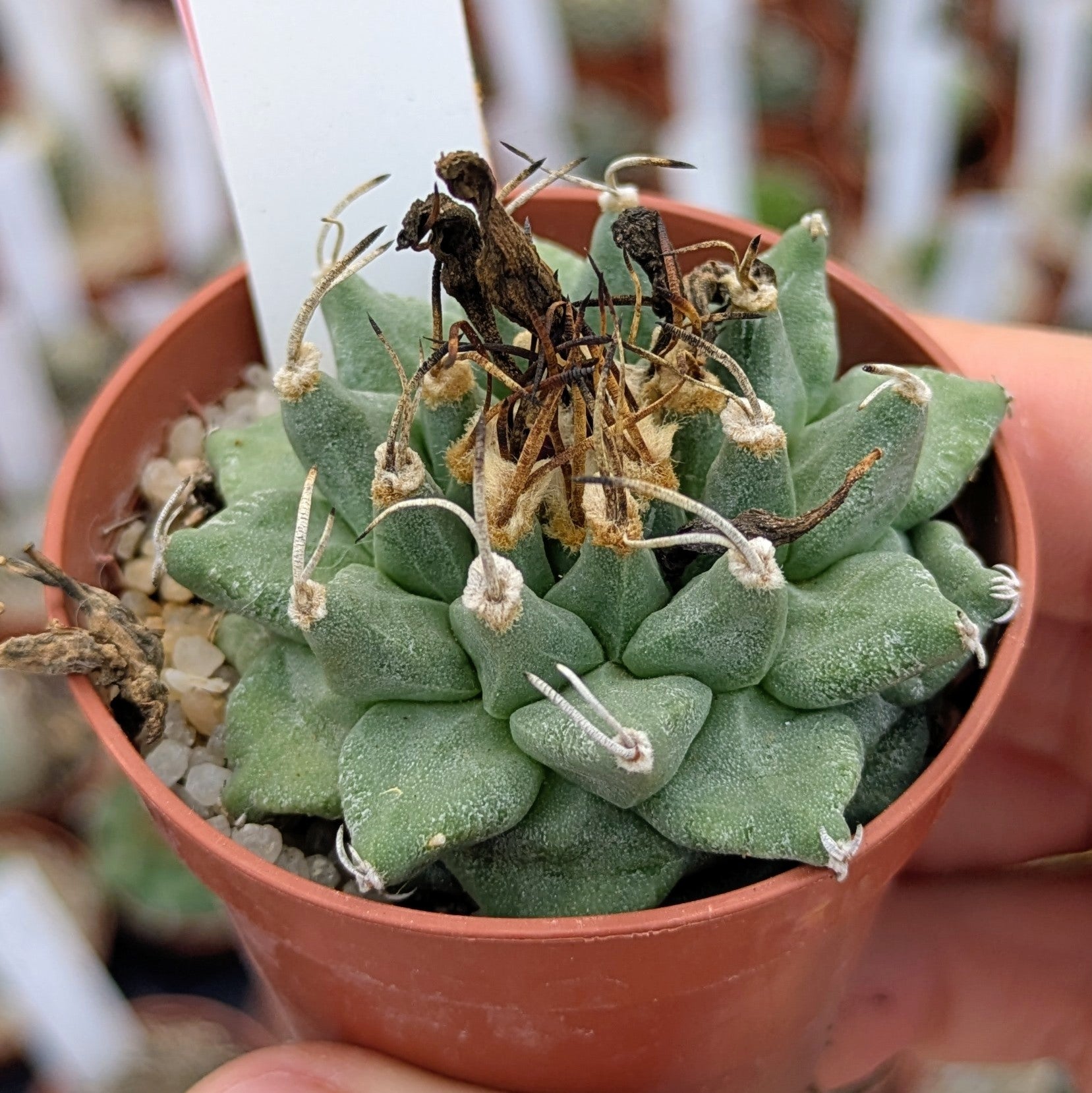 Turbinicarpus alonsoi