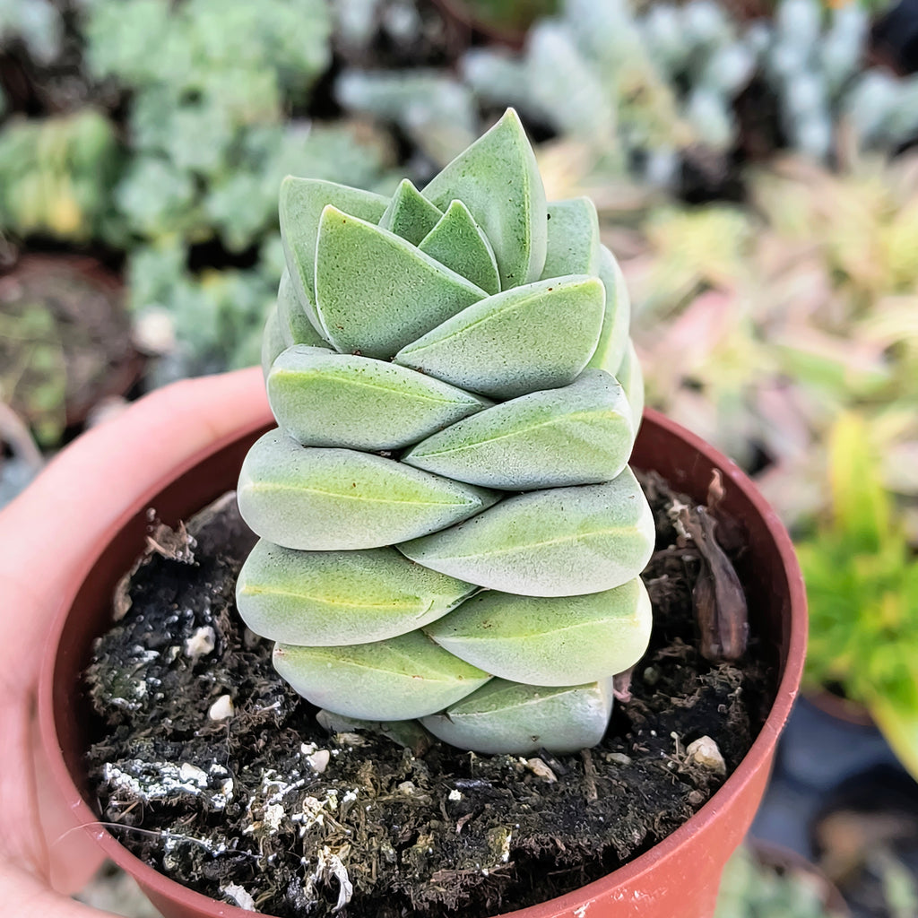 Crassula "Moonglow"
