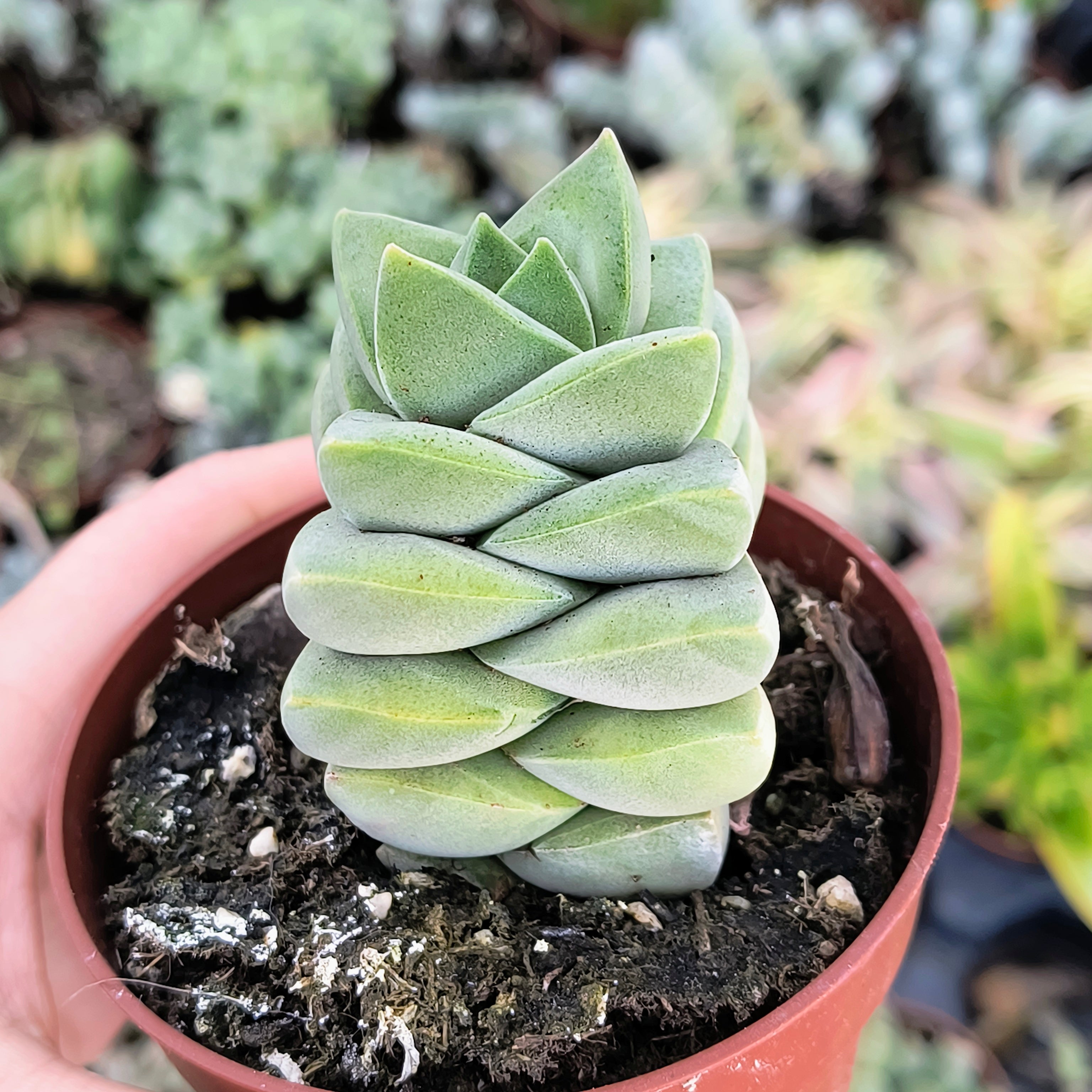 Crassula "Moonglow"