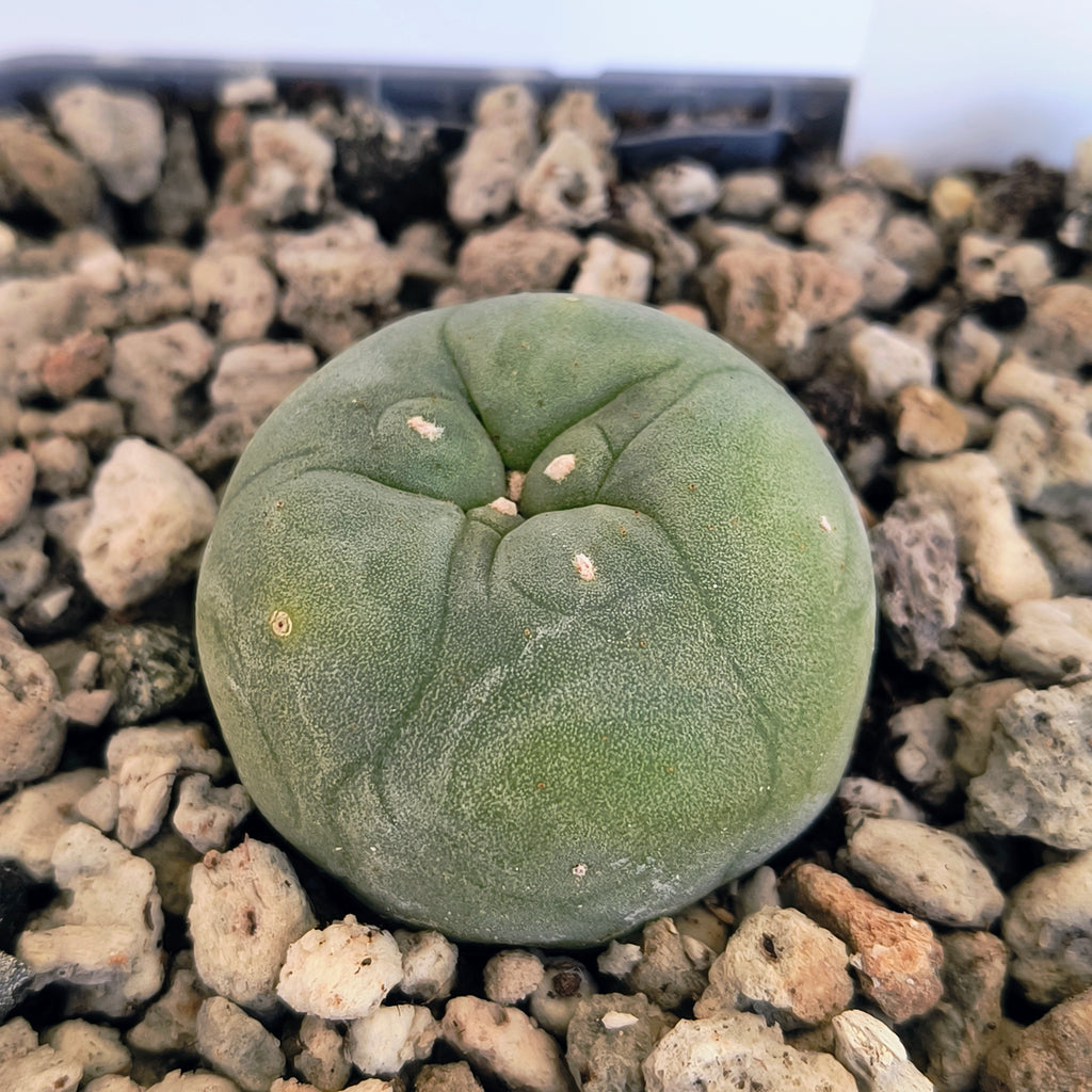 Lophophora diffusa cv. "Koike"