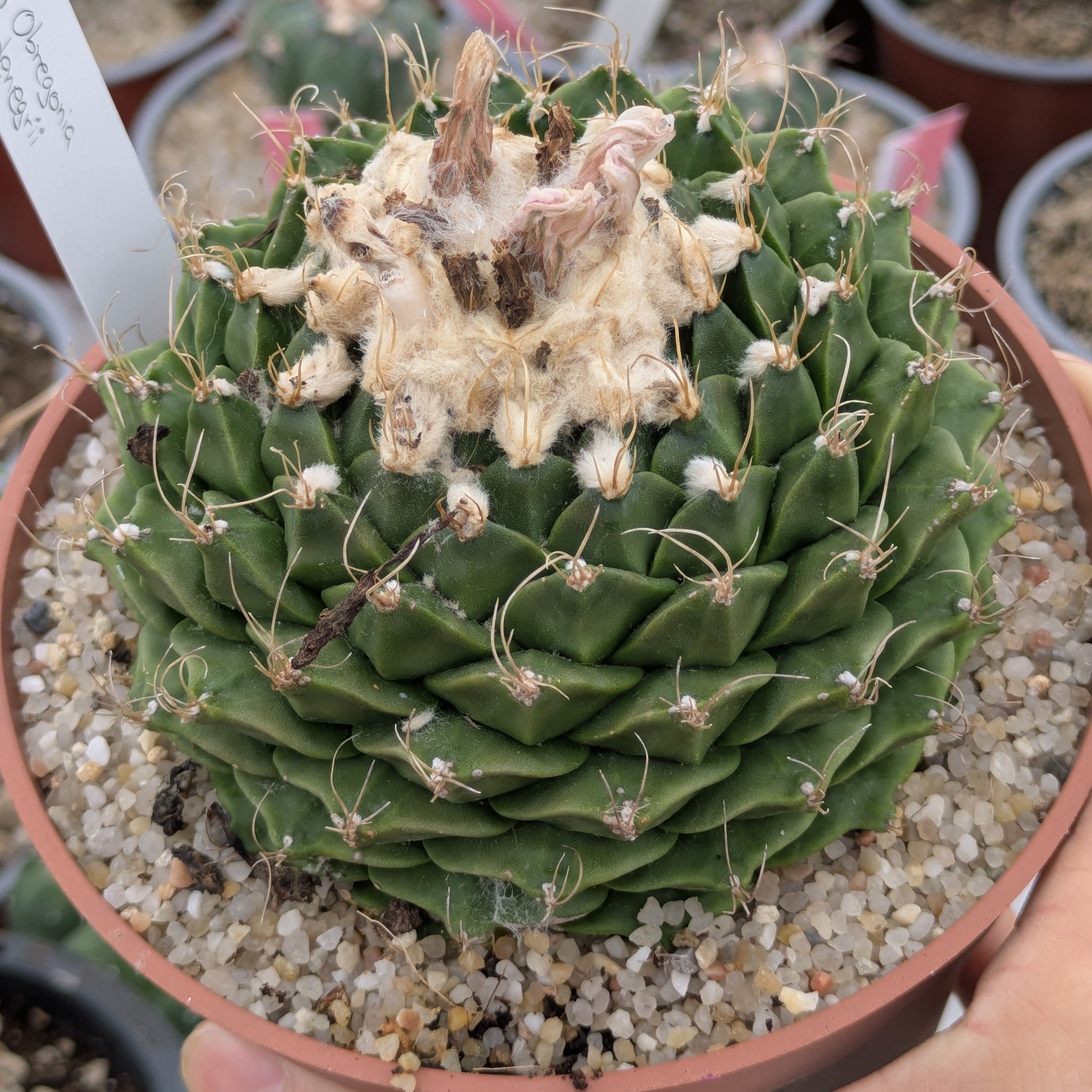 Obregonia denegrii XL EJEMPLAR