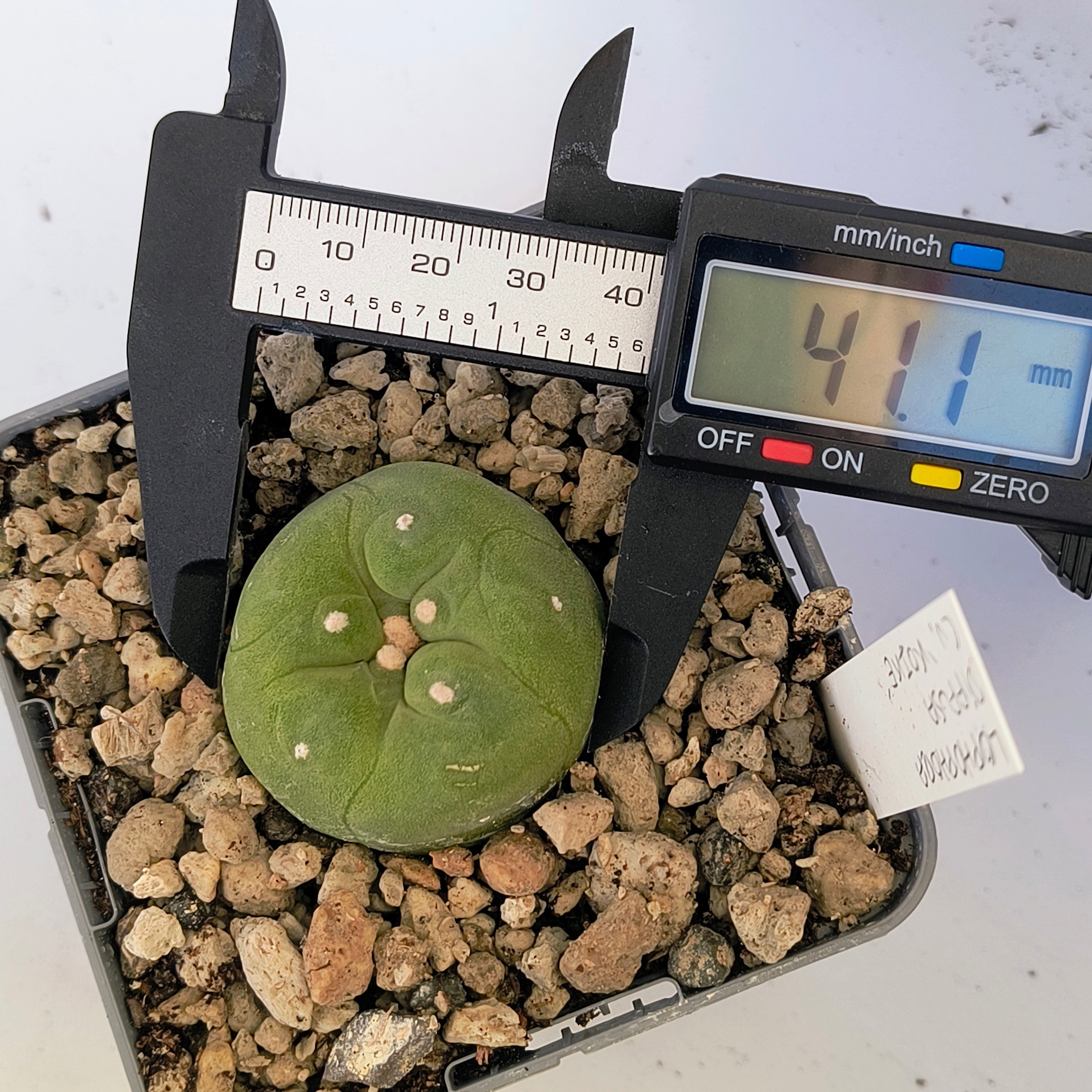Lophophora diffusa cv. "Koike"