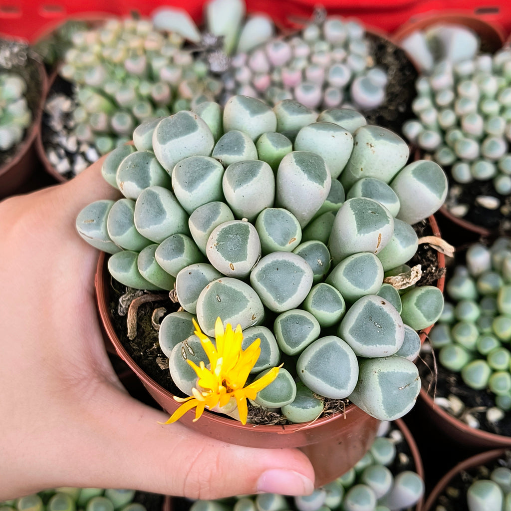 Fenestraria rhopalophylla