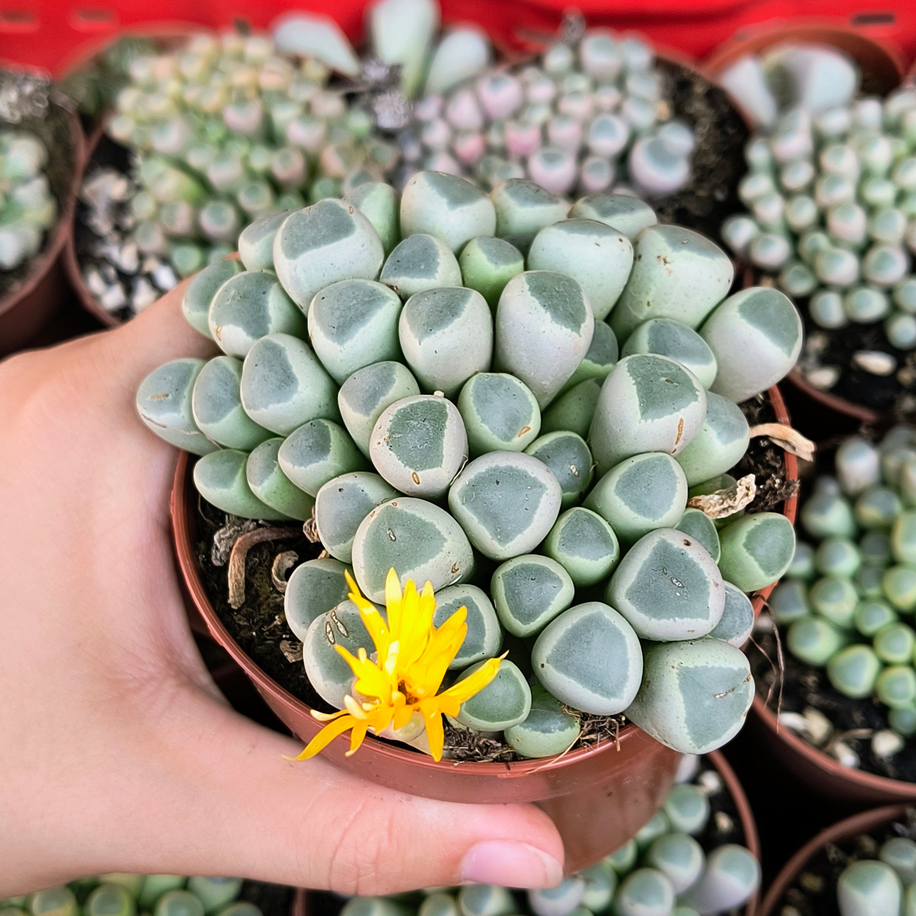 Fenestraria rhopalophylla