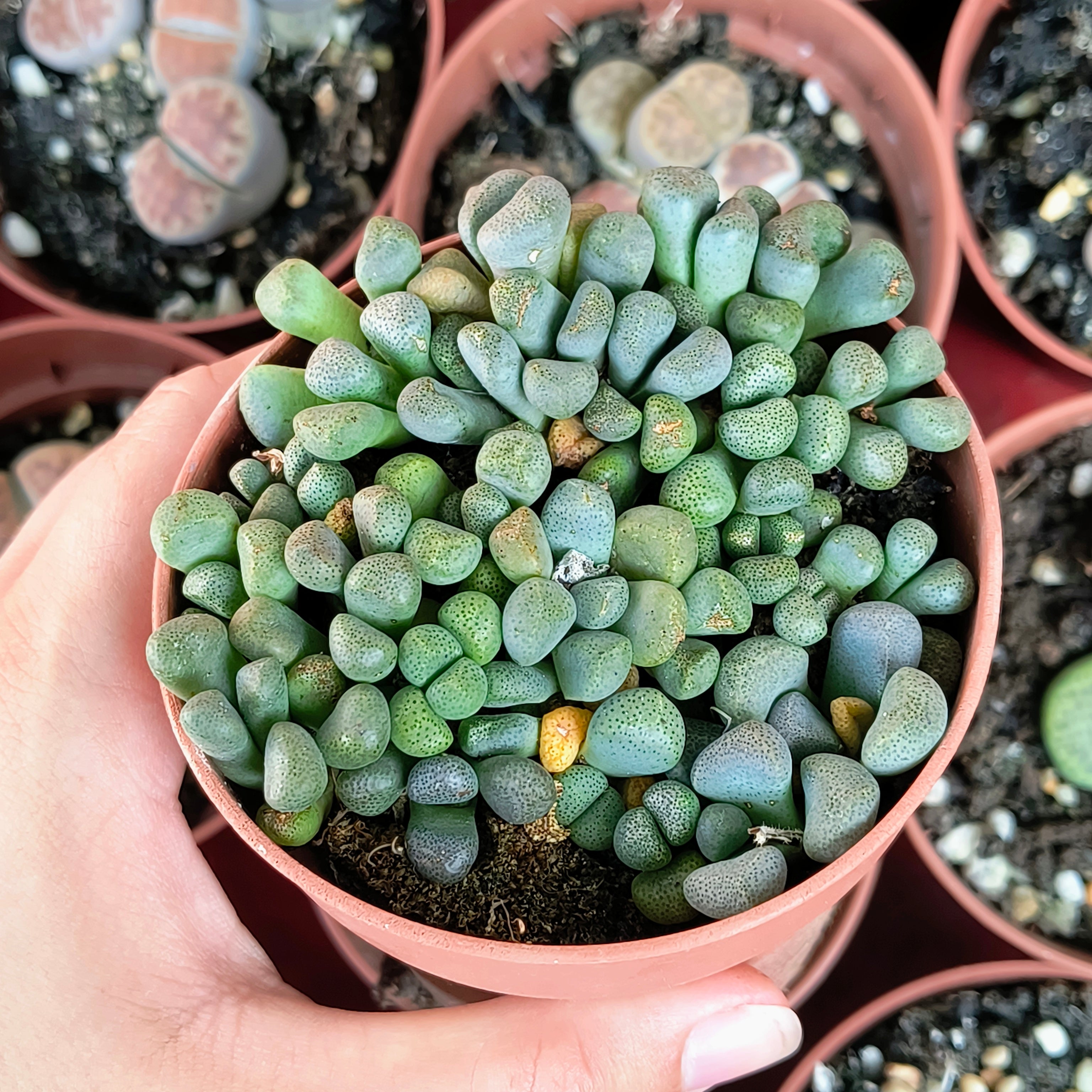 Aloinopsis schooneesii